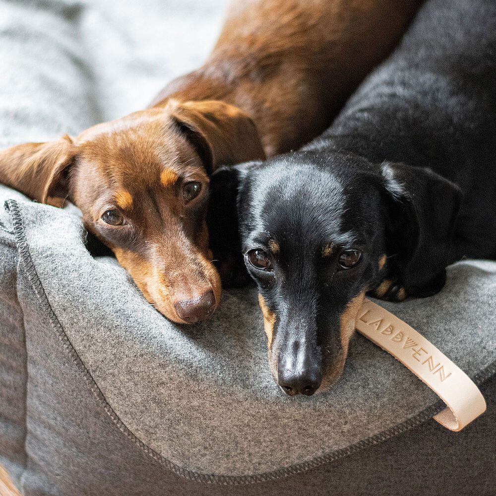 Labbvenn Hundedecke ÅSNEN – Bild 2