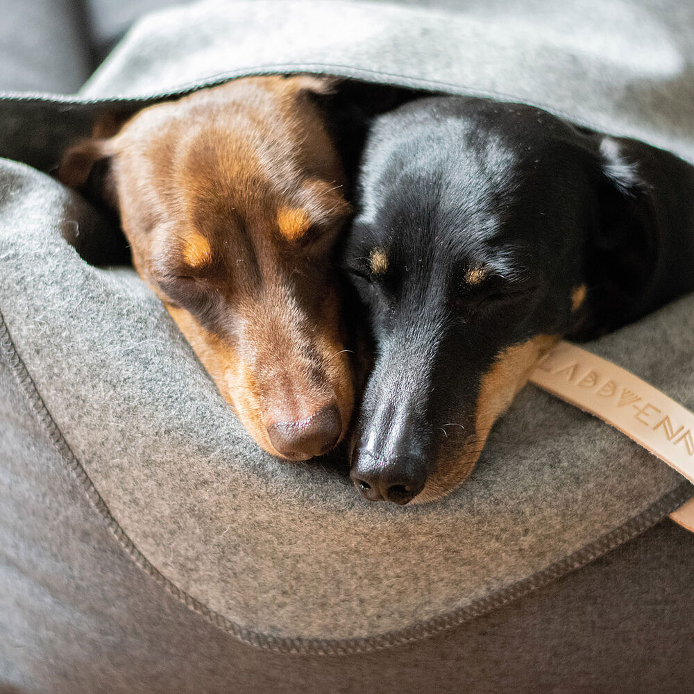 Labbvenn Hundedecke ÅSNEN – Bild 3