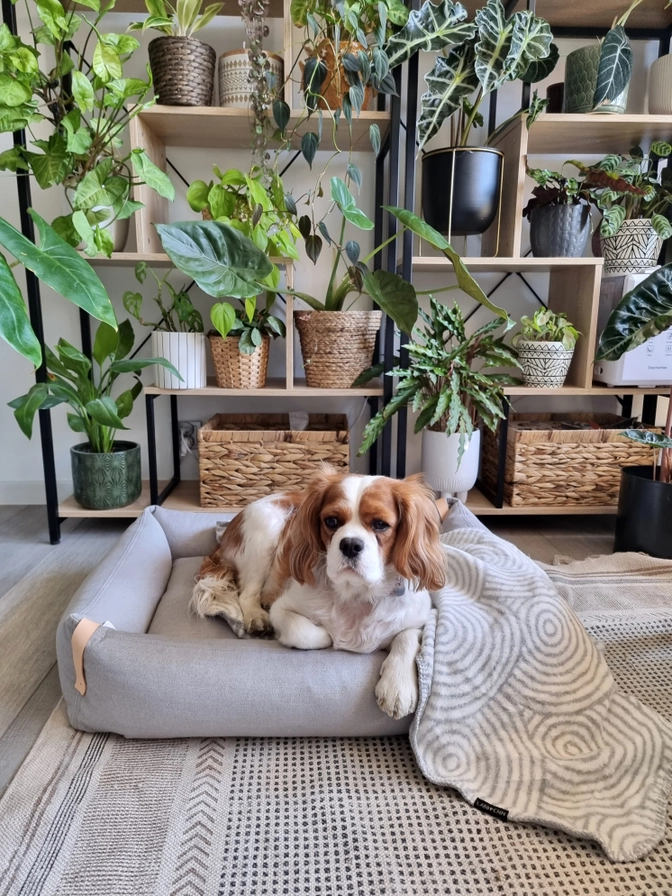 Labbvenn MOE – Bild 4